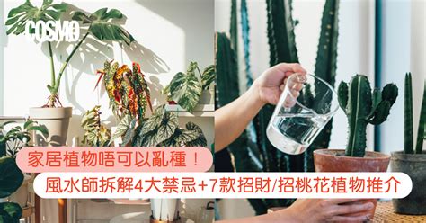 口紅花風水|風水植物｜不只富貴竹！7款招財/招桃花植物推介+不可不知風水 